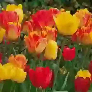 Darwin Mixed Hybrids